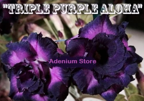 Adenium Obesum \'Triple Purple Aloha x 5 Seeds